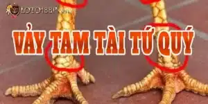 Vải tam tài tứ quý