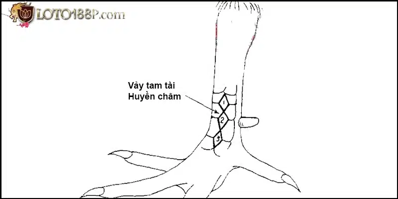 Vảy tam tài huyền trâm